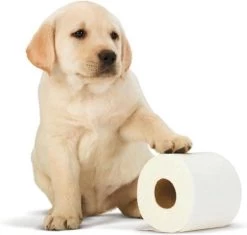 Scottex Toiletpapier - Kussenzacht Design Wc Papier - 84 Rollen -Winkel Voor Huishoudelijke Artikelen 1200x1142 2